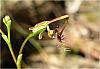 Thynninorchis huntianus - Elbow Orchid.jpg